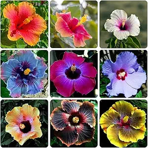 Giant Multicolor Hibiscus Flower - for planting in home garden